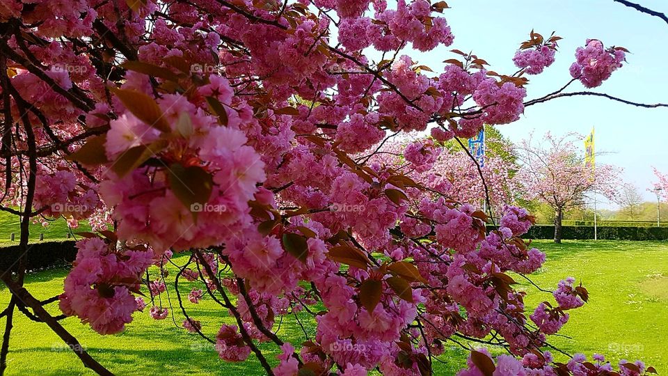 Kirschblüten in Bonn