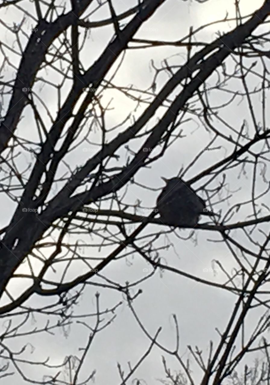 A bird in a tree. Silhouette 