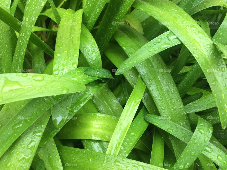 Wet Plants
