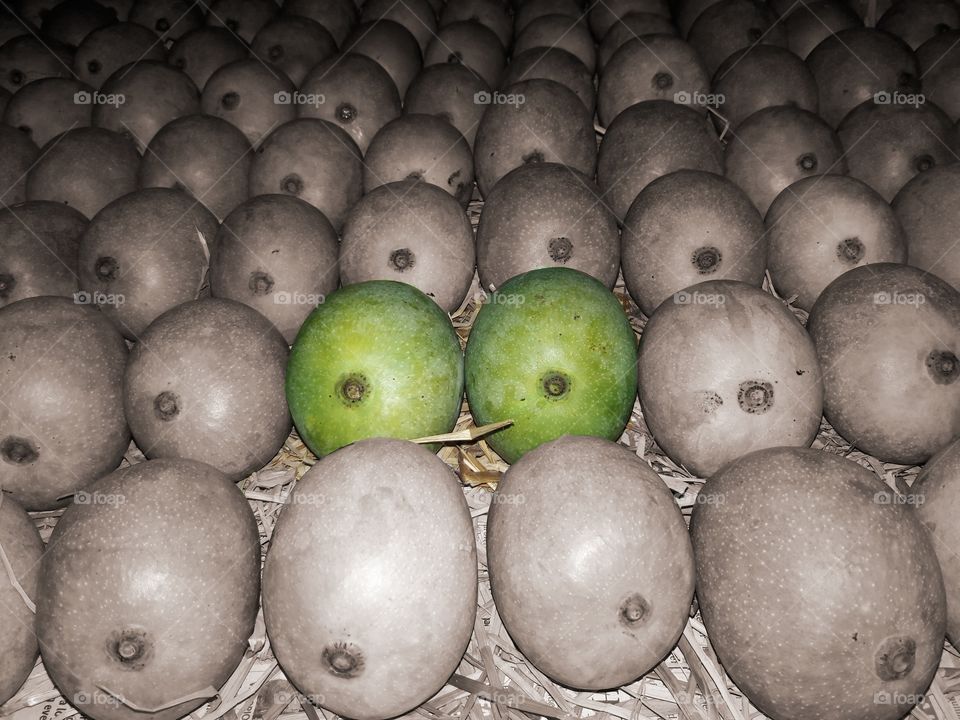 raw unripe green mangoes kept in symmetry on hay