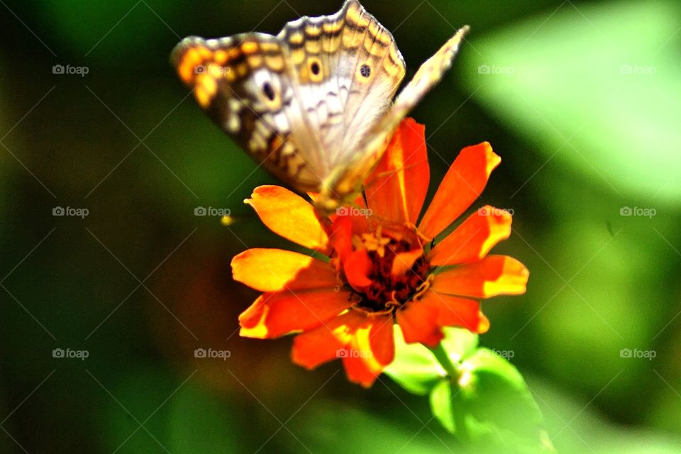 Hovering butterfly. A beautiful butterfly on a daisy