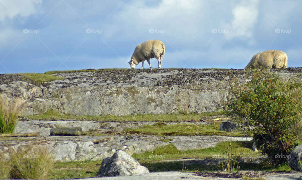 Sheep on the Hill. Ronneby Archipelago