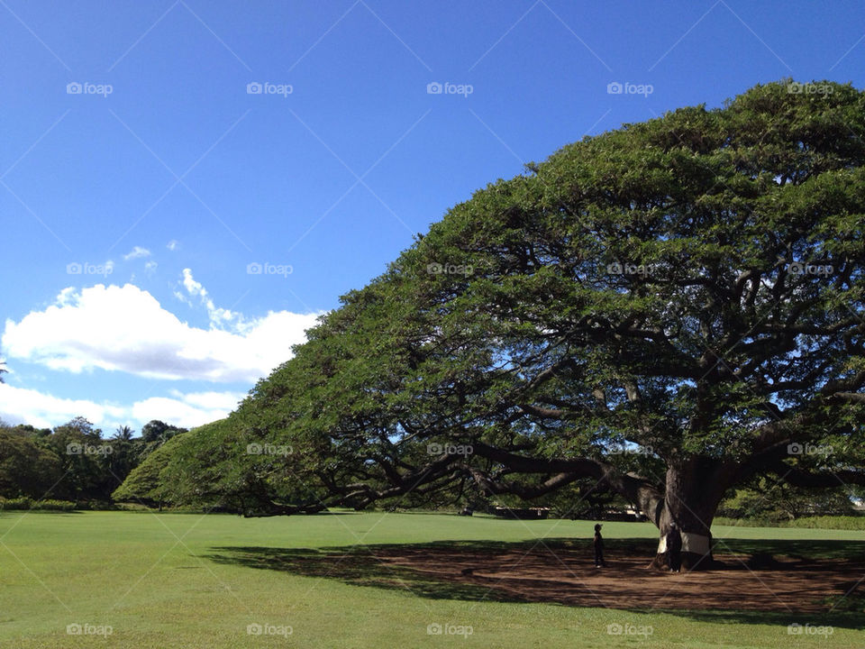 sky blue tree lawn by tshfkym