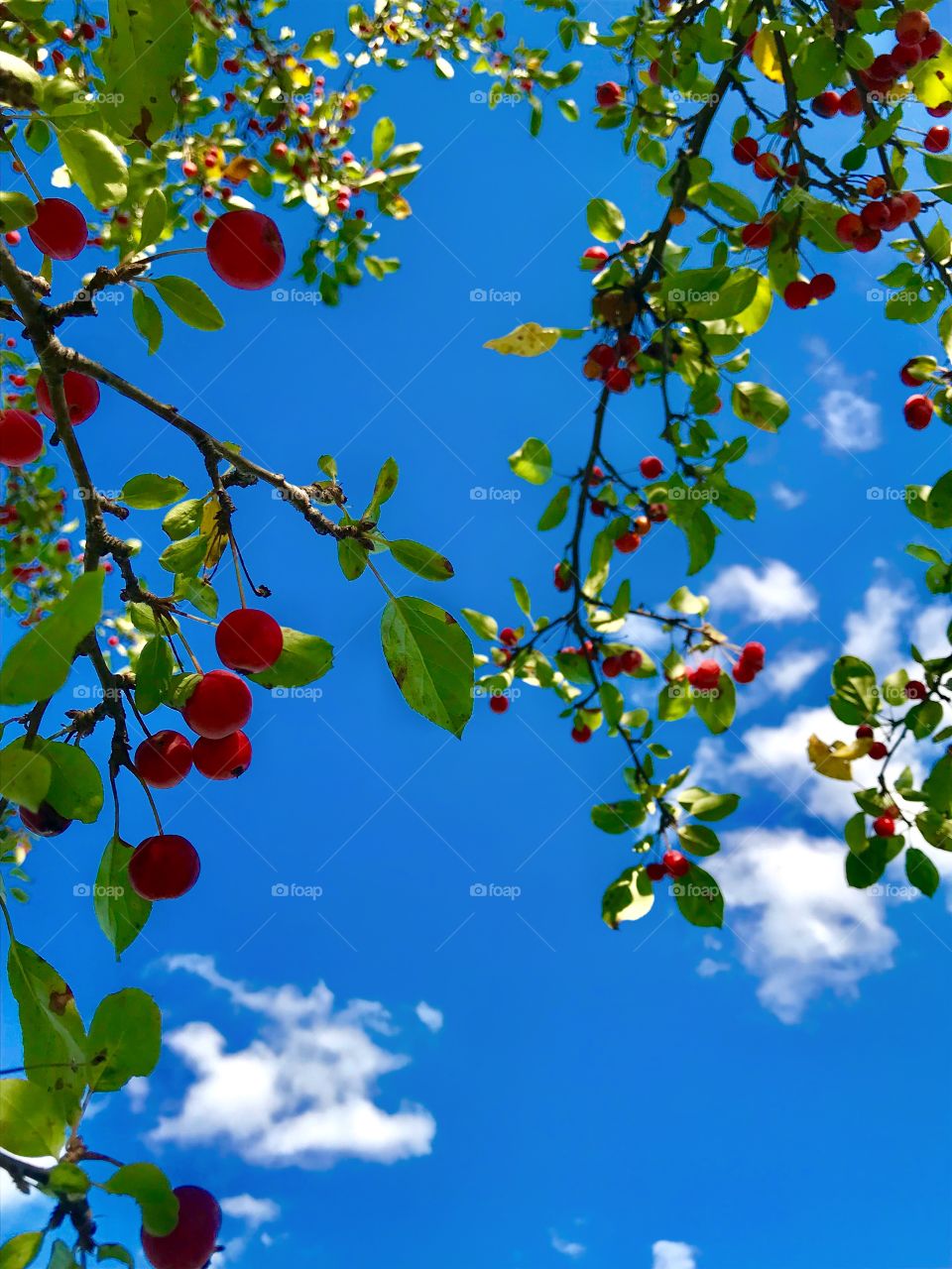 Berries growing on a tree—taken in Schererville, Indiana 