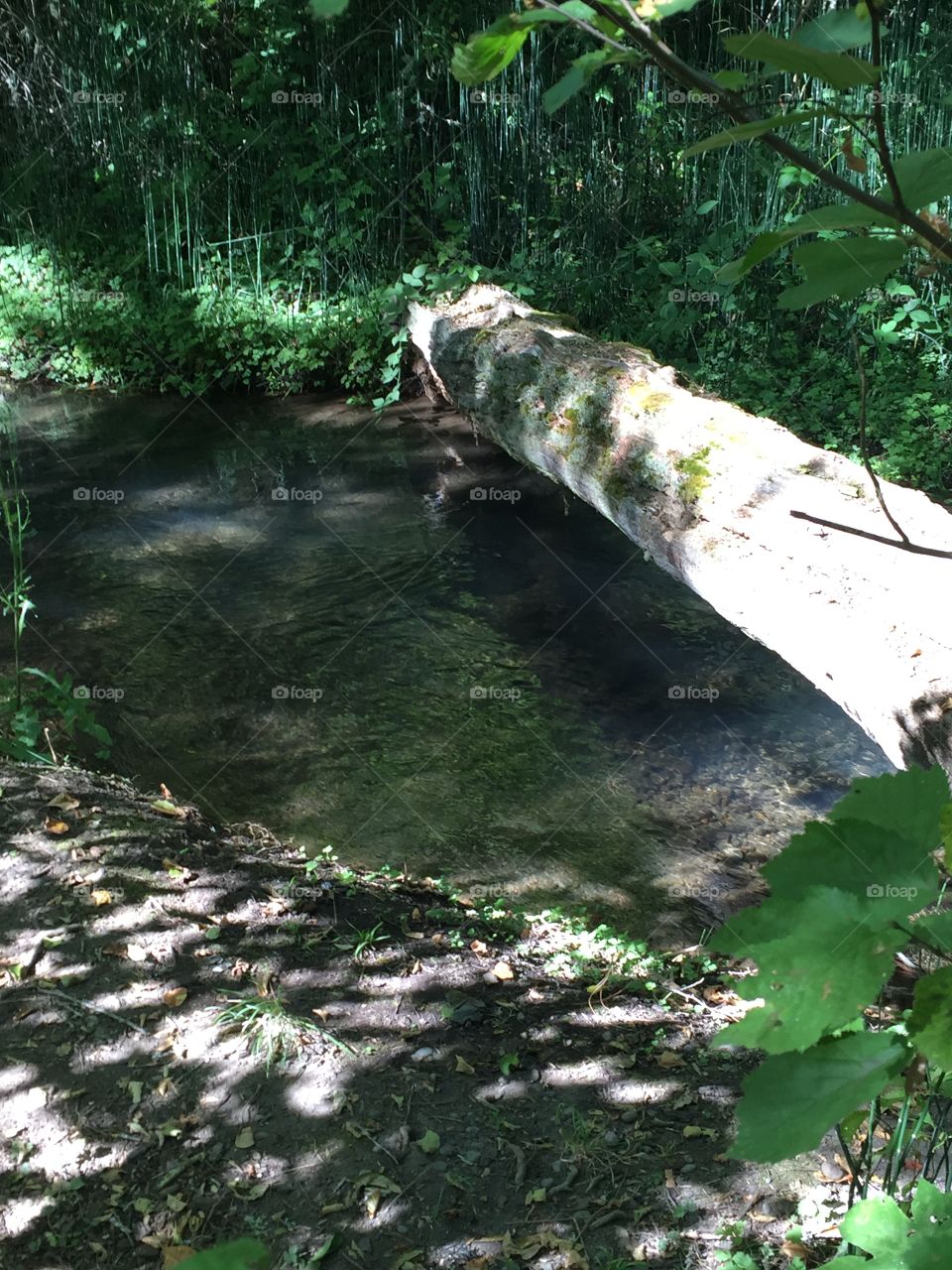 Log with a creek