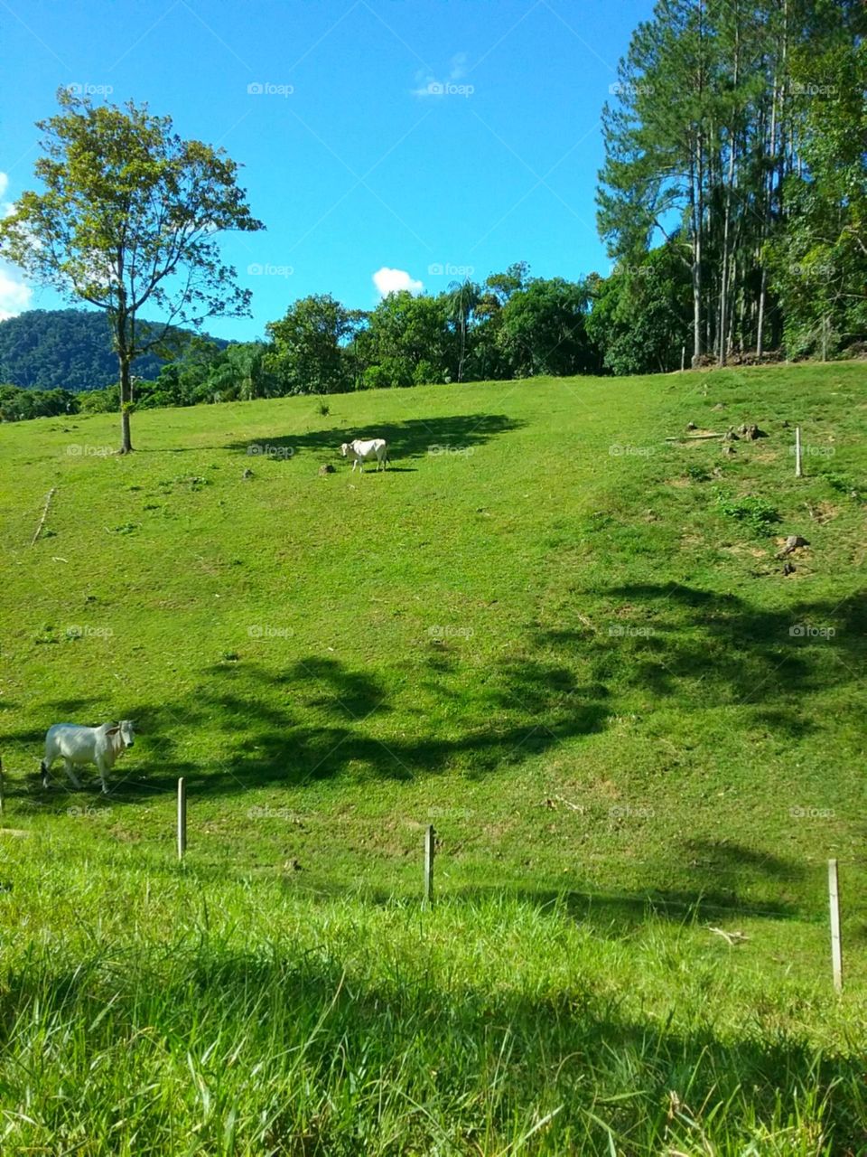 Curiosas observam das sombras no campo ensolarado.