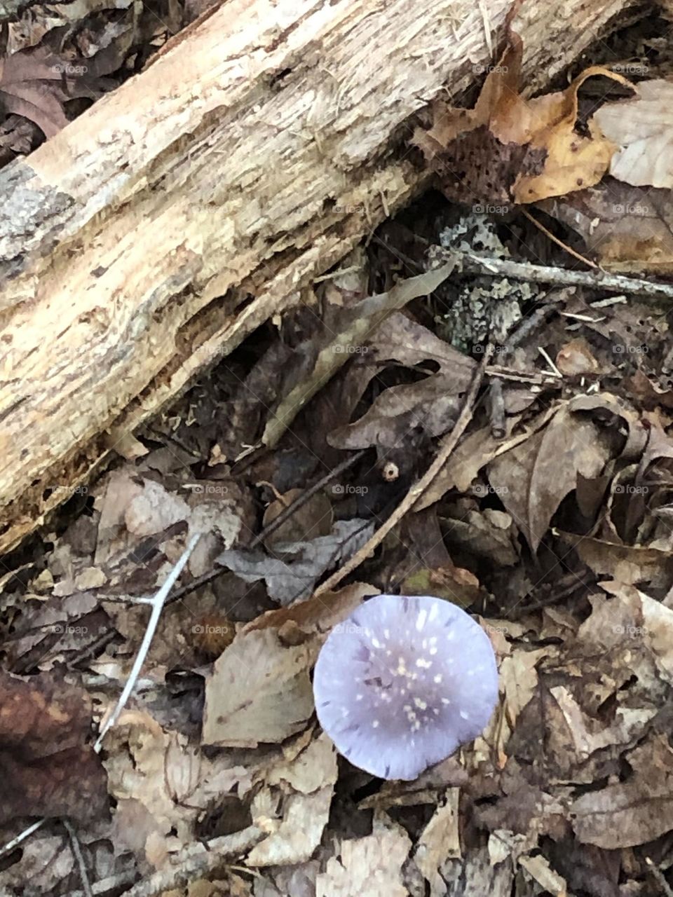 Purple Mushroom with Log and Leaves - Ni River Trail - Fredericksburg, VA - October2023