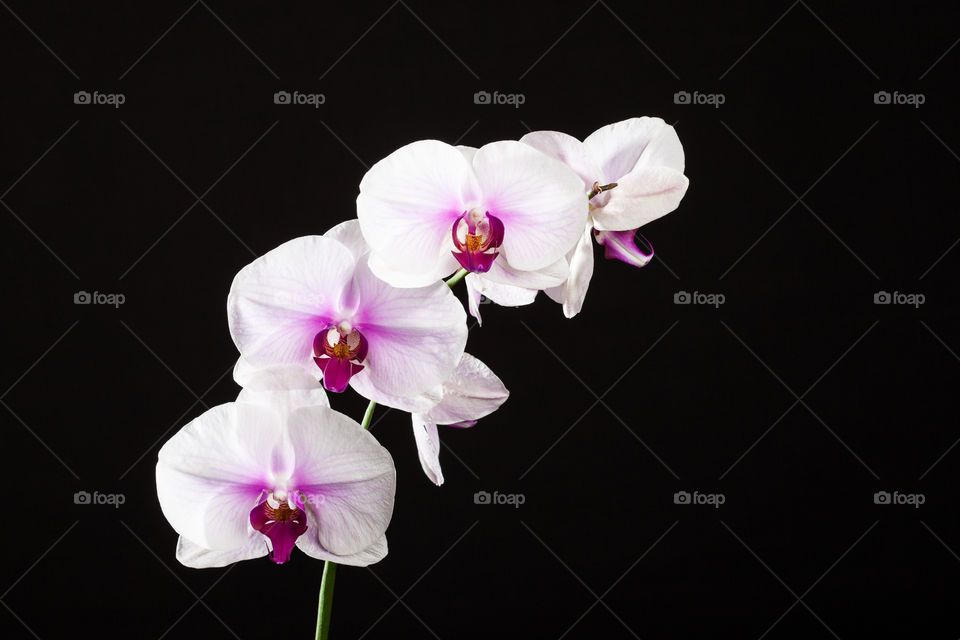White and violet orchid flowers in studio with a black background