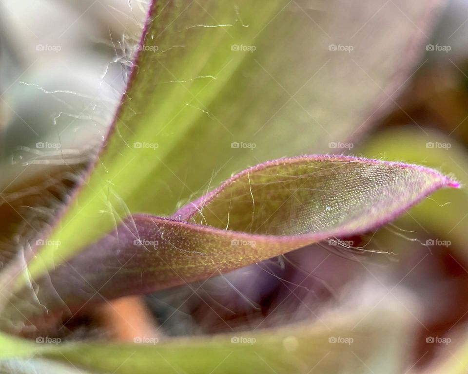 Macro photo of wandering jew 