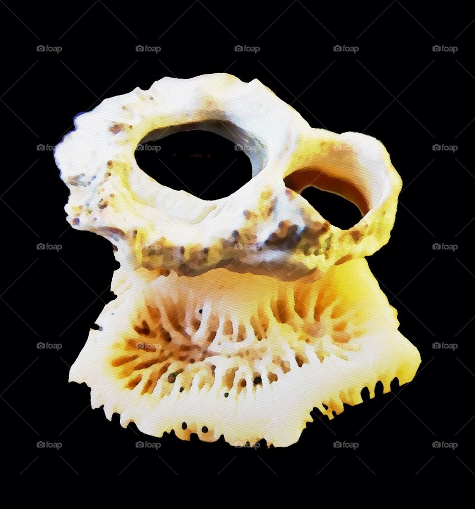 Seashell Skull