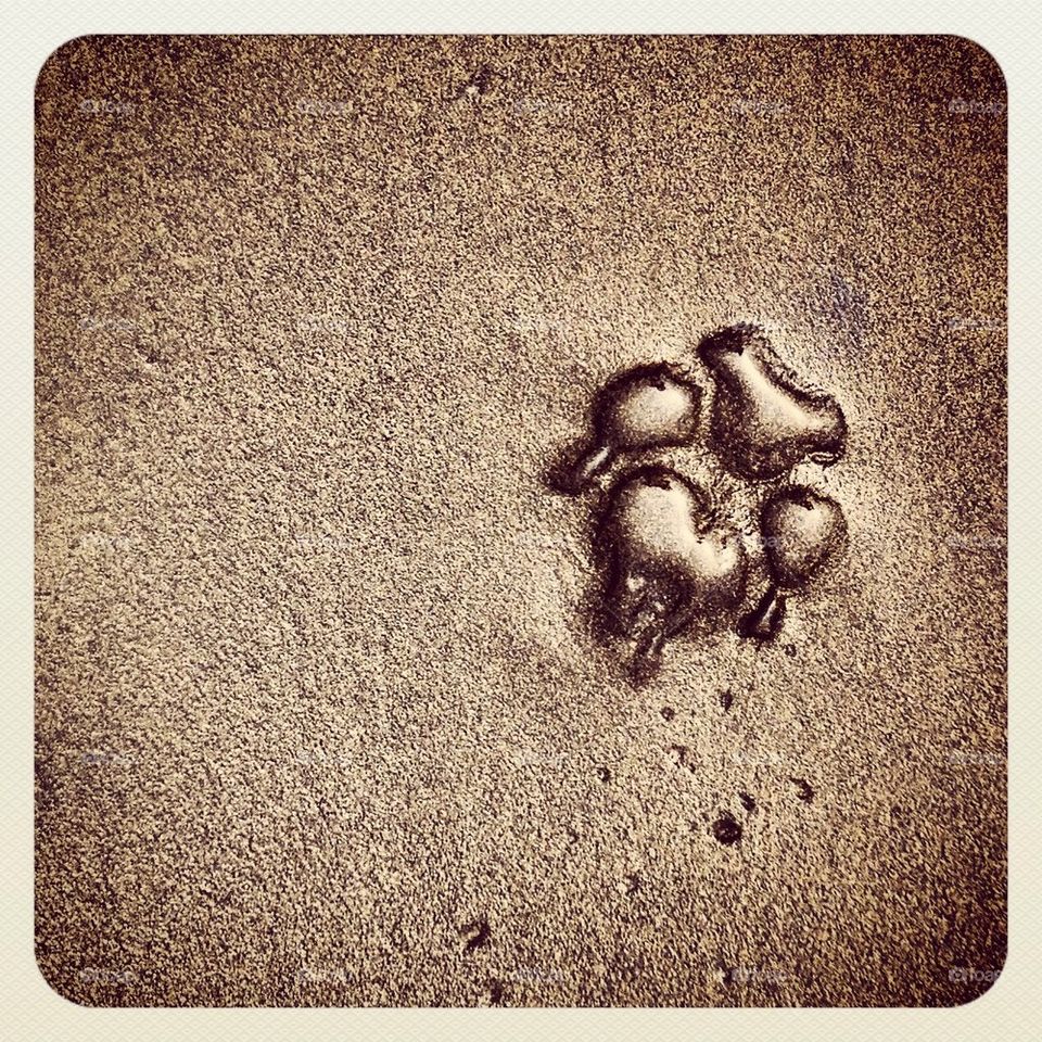 Paw Print