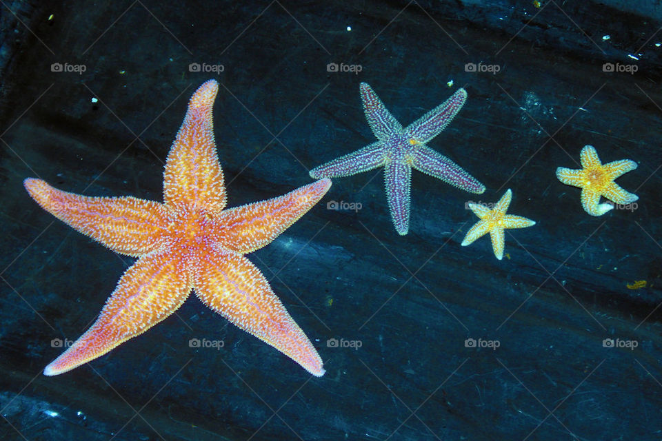 Starfish