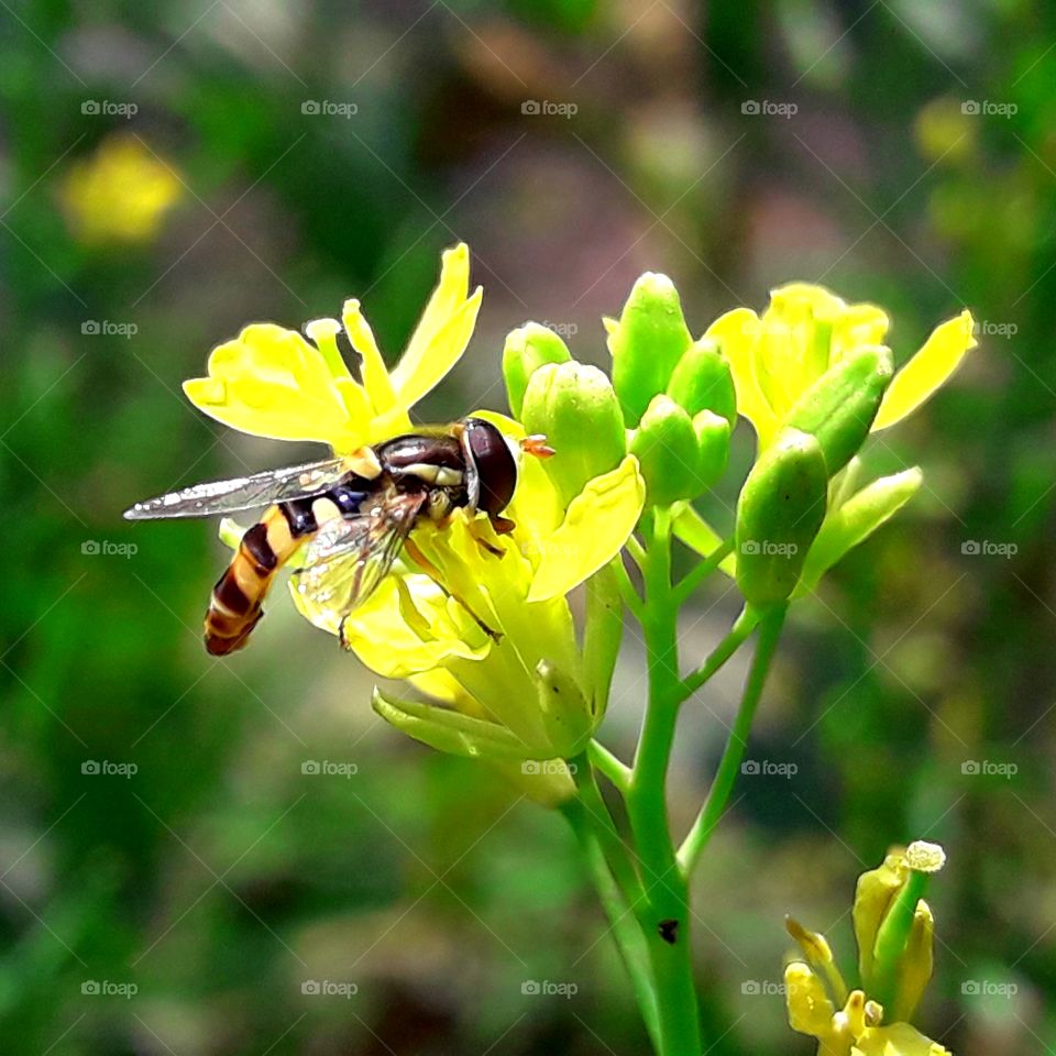 Bee collecting pollen