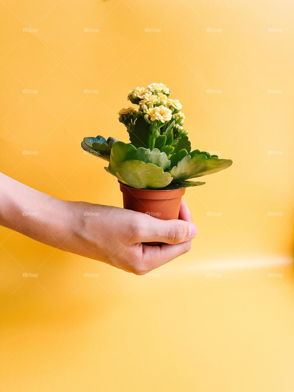 Pot flower in the hand