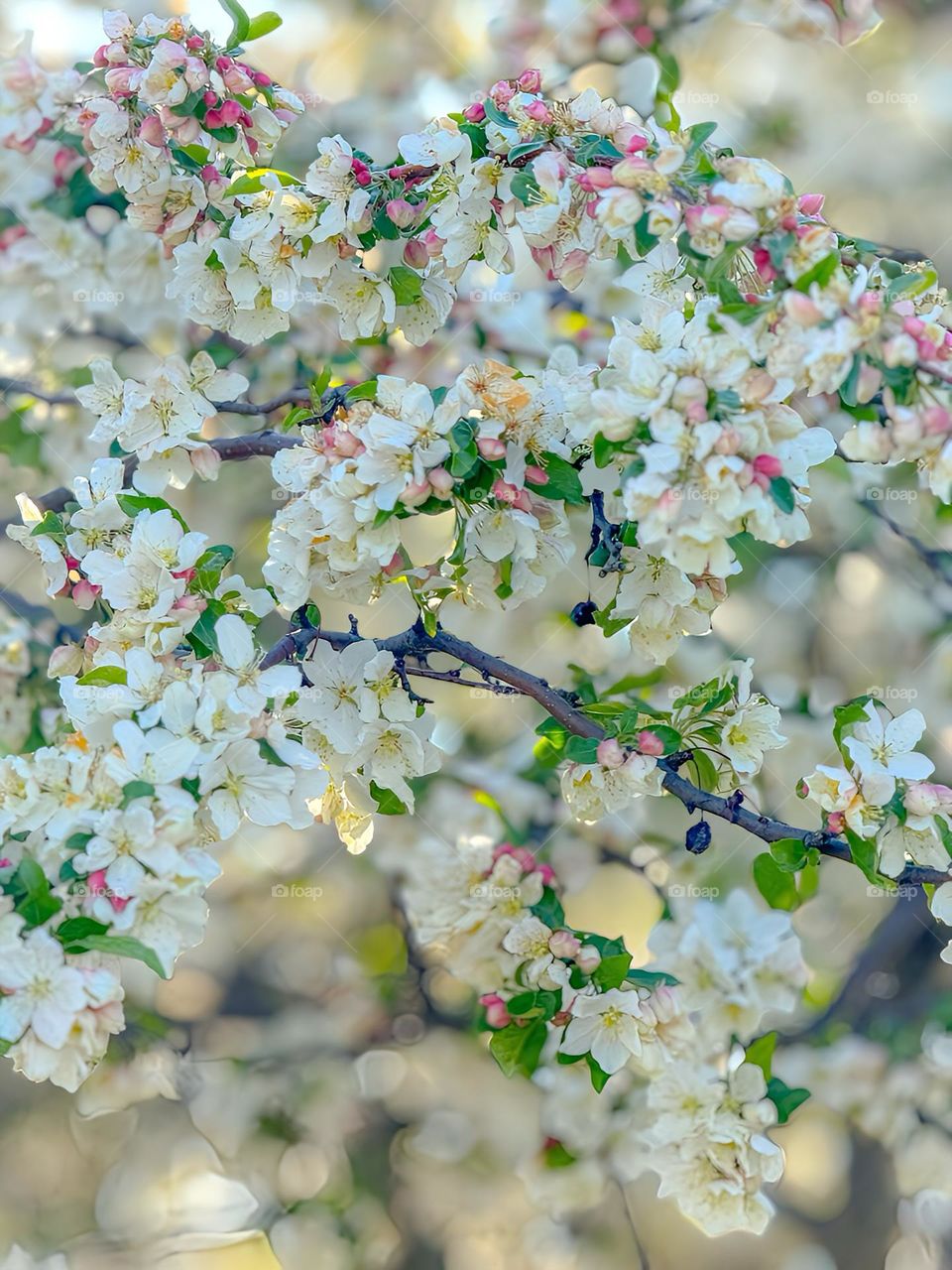 Cherry Blossoms on the first day of Spring. 