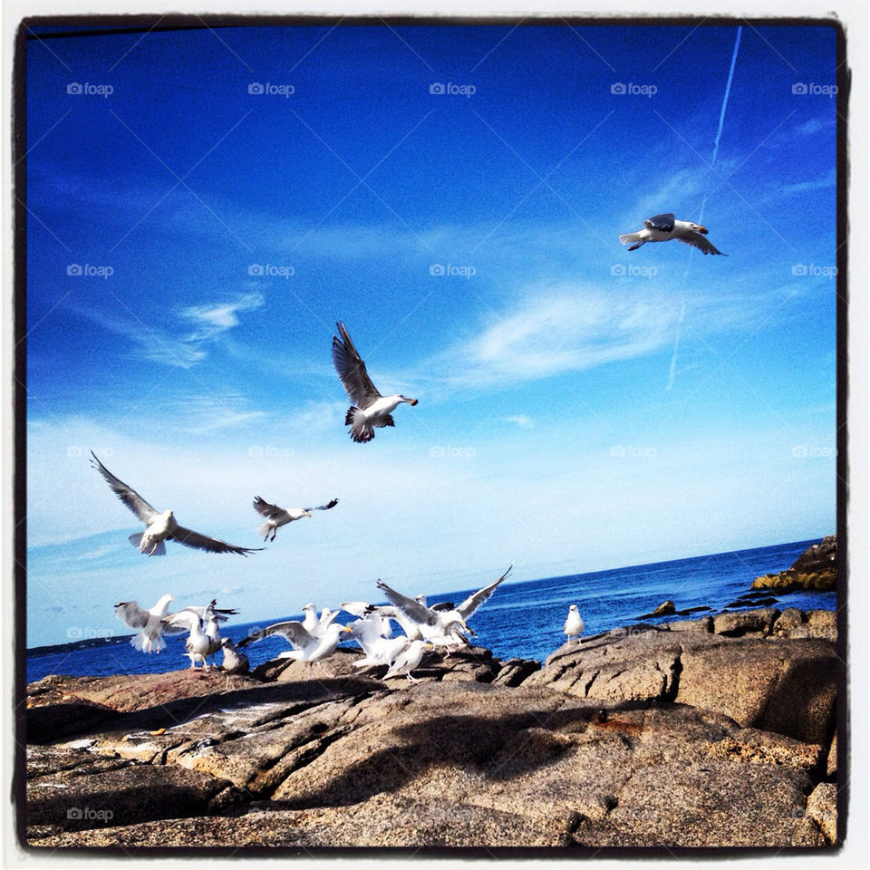 beach lighthouse seagulls maine by tophvswild