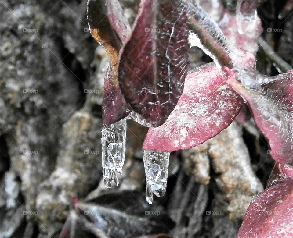 iced leaves