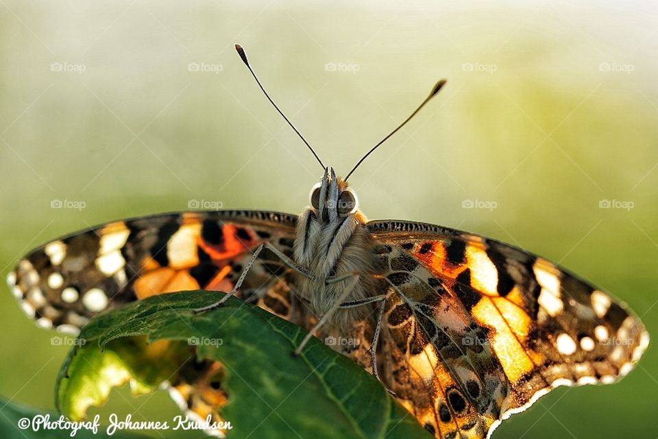 Butterfly, Nature, Insect, Summer, Wildlife