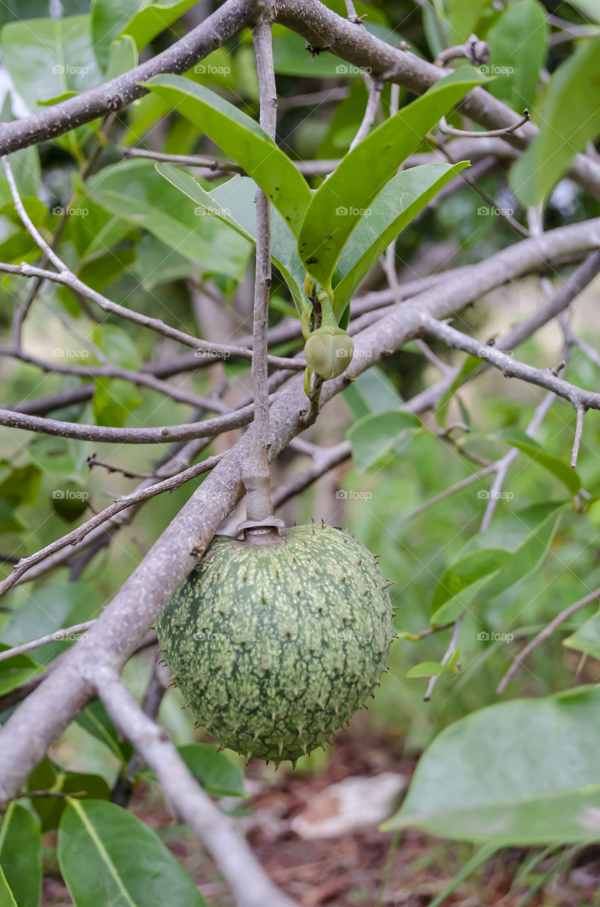 Green Mountain Soursop On Branch