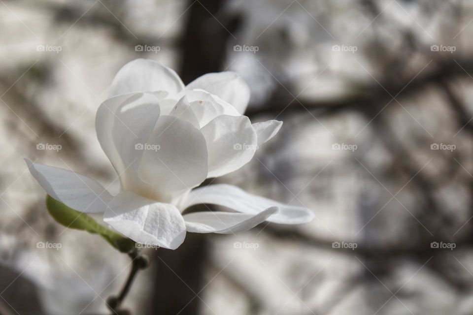 Pure white magnolia in plain sunlight.