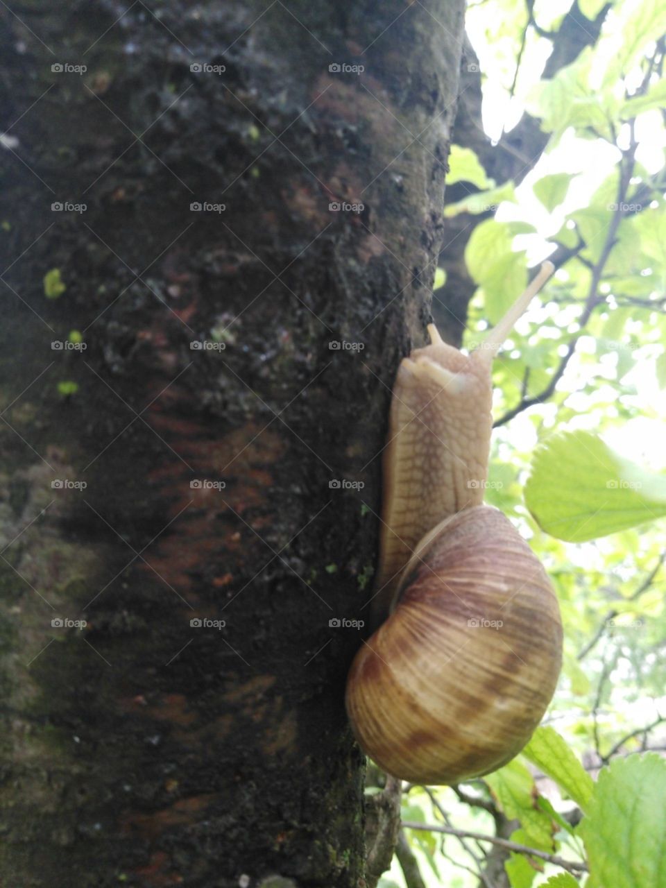Beautiful snail ^^