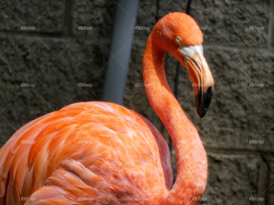 flamingo