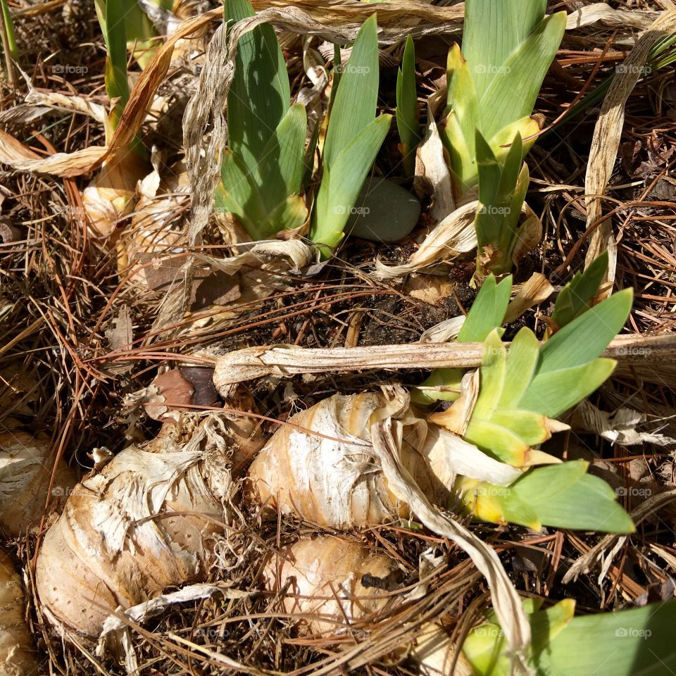 Purple Iris Bulbs And Leaves Growing