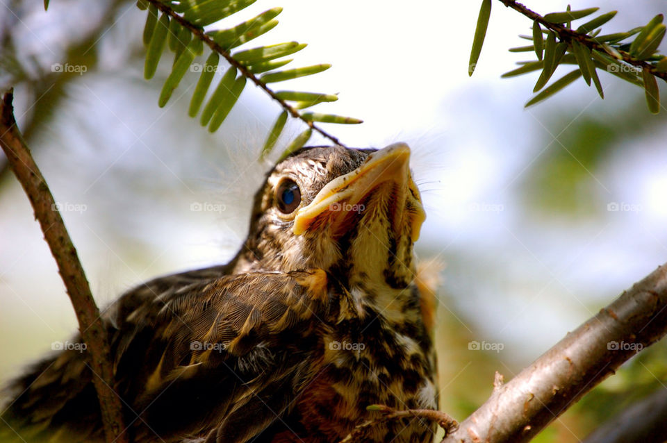 Baby robin