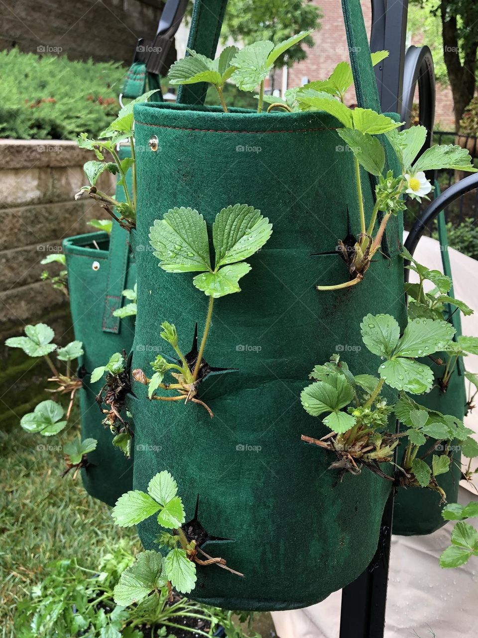 Grow bag strawberries 