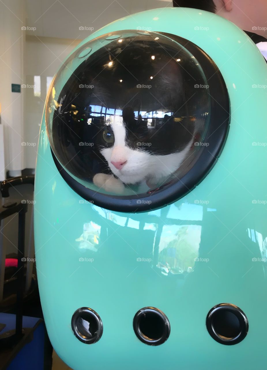 A traveling cat peers out of his capsule porthole while at the airport