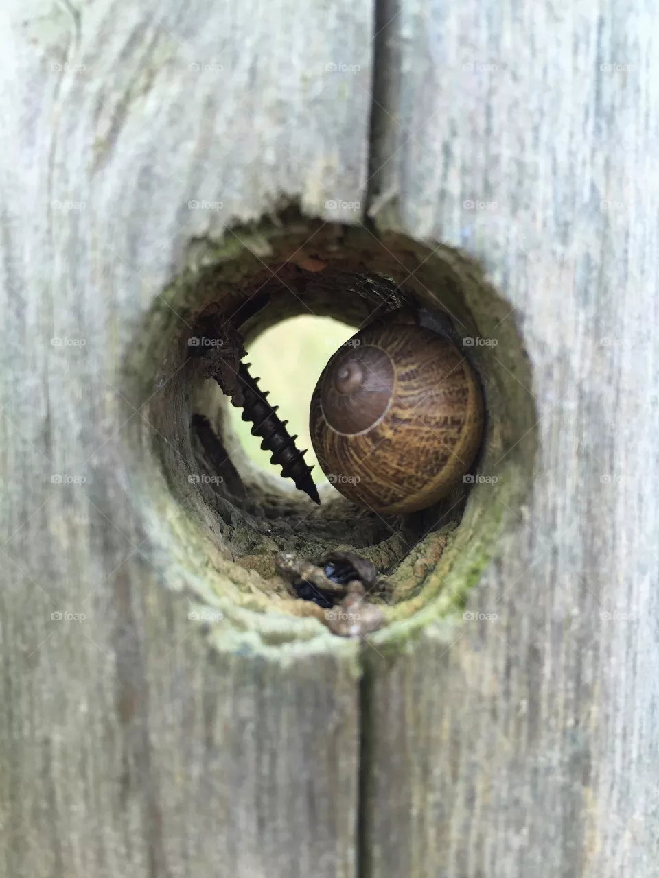 Snail