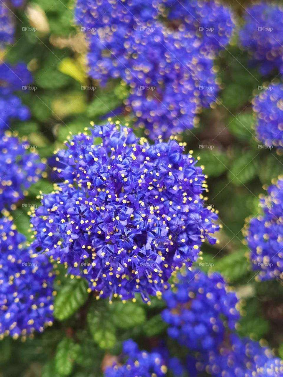 purple flower petals