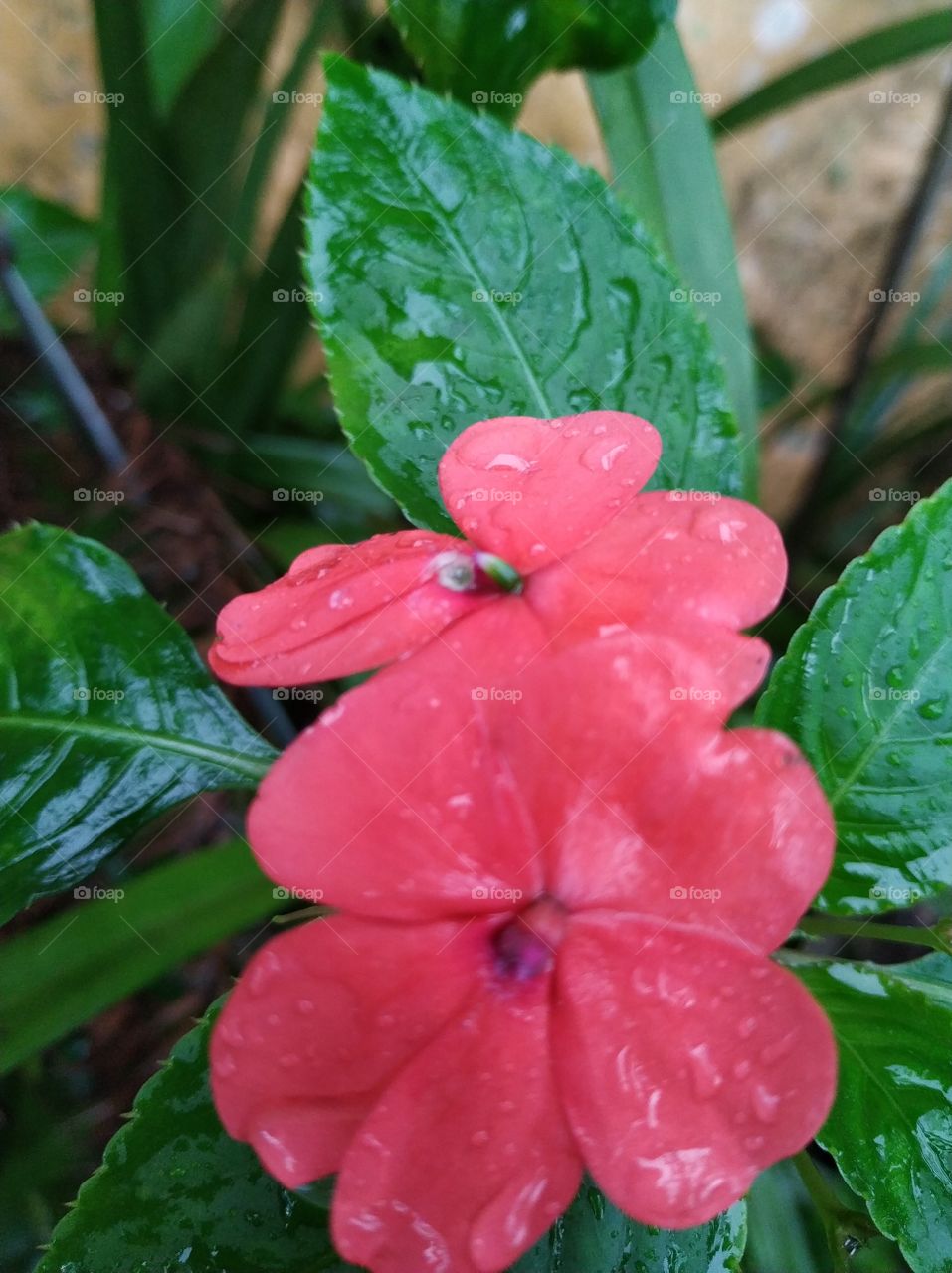 flor molhada pela chuva