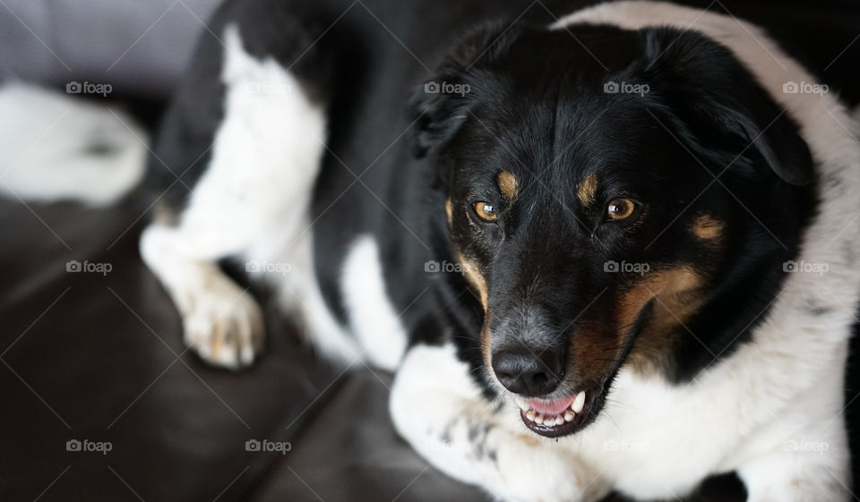 Men’s best friend.