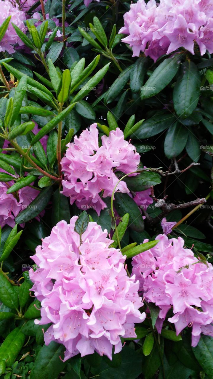 Flower, Garden, Leaf, Nature, Flora