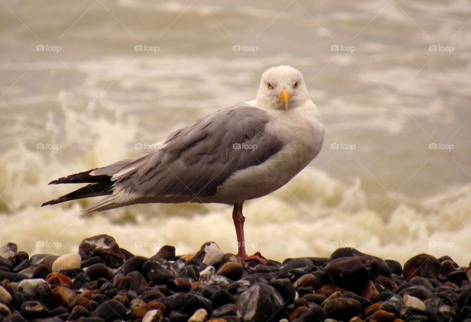 seagull in the storm