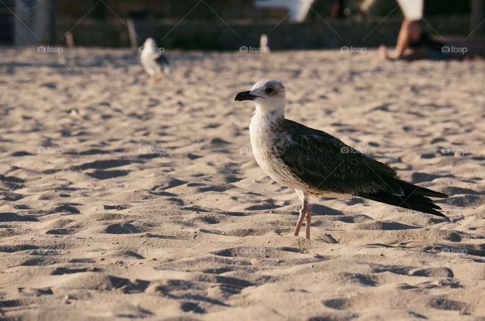 Seagull