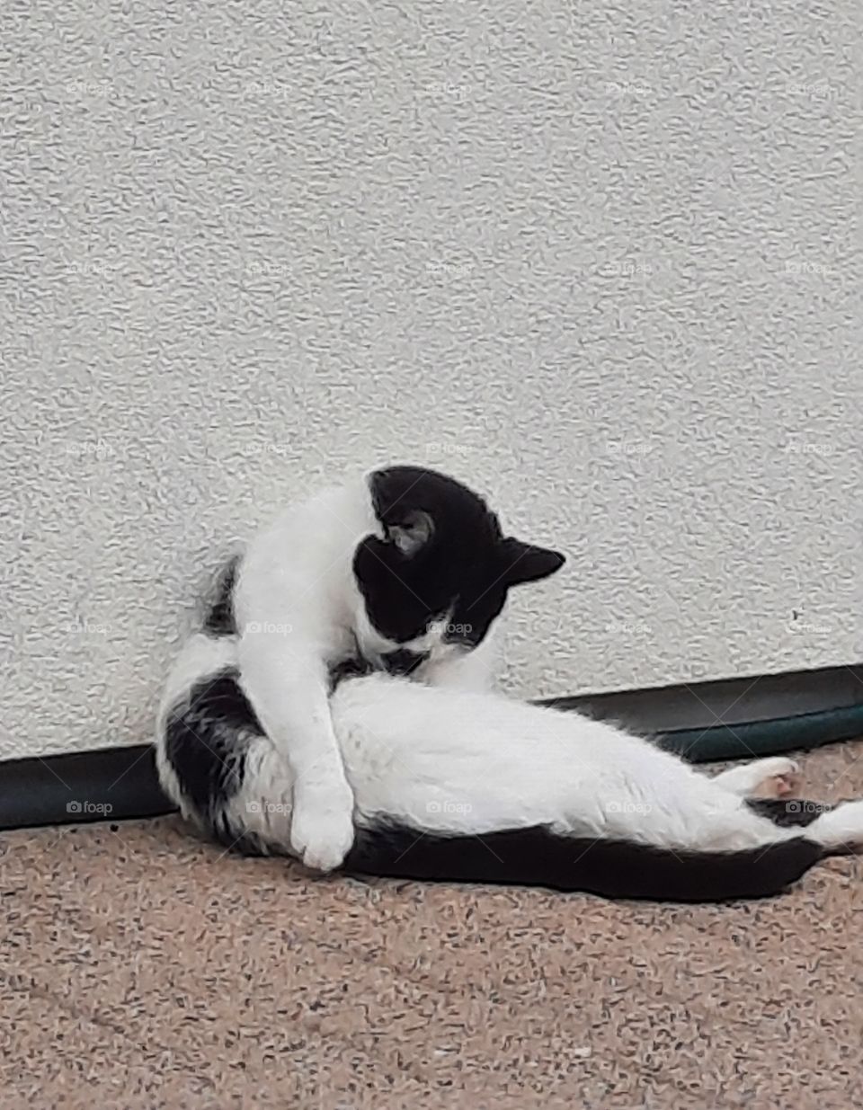 B&W  cat at his toilet