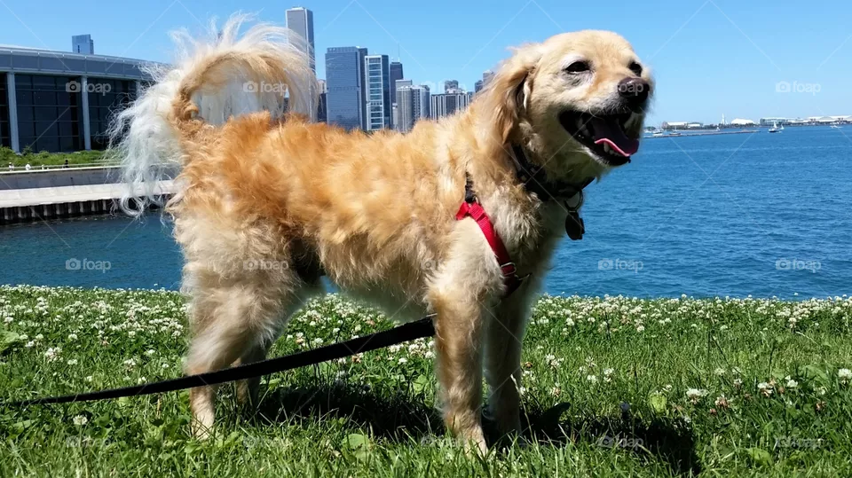 Doggie Day