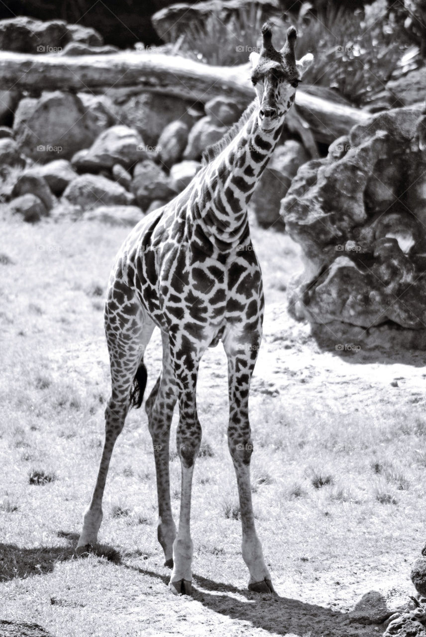 Baby giraffe