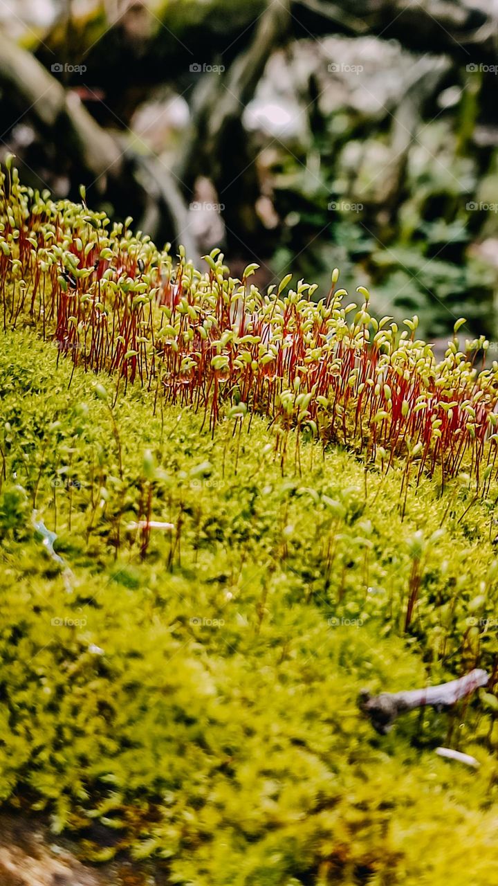 Bright green macro moss blooming in sunny spring day on the tree trunk. Green red natural background for text. Moss texture closeup in spring forest