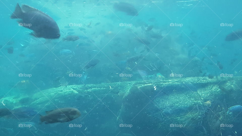 A hippo hides in plain sight as the fish give him a nice cleaning.