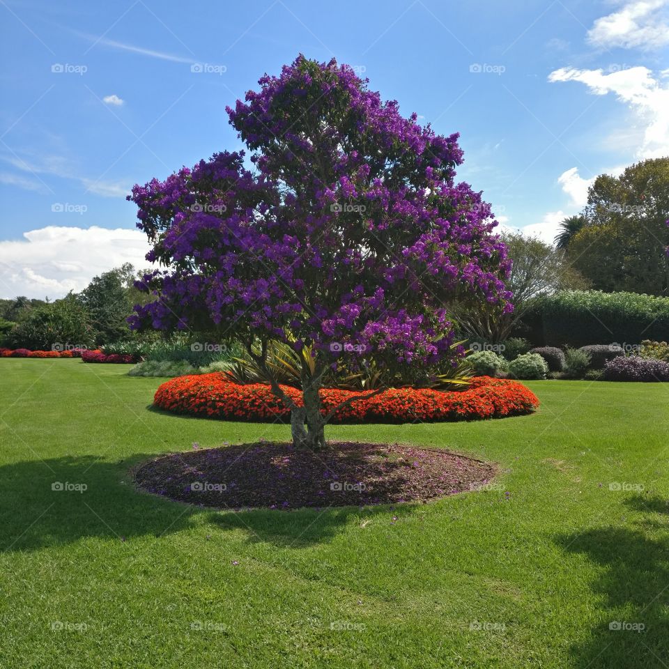 Beautiful Amazing violet Tree