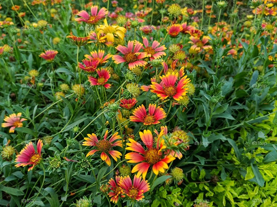 I love the contrast between the urban feel of the motorcycles and the peaceful vibe of the chairs by the grass. It's like two different worlds in one photo! 🌆🌳