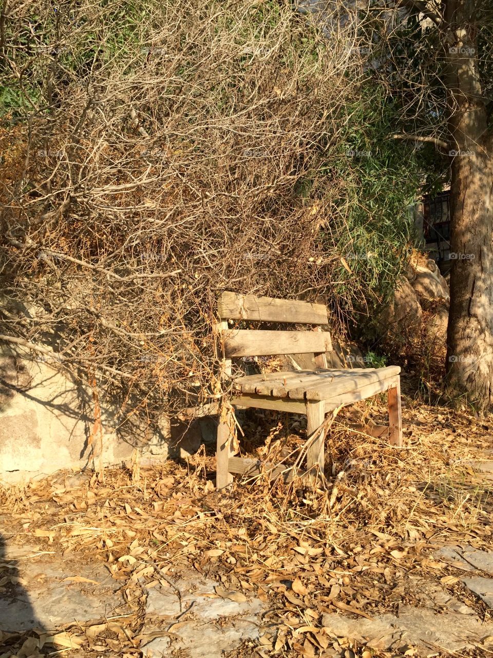 A wooden bench in a dry brushwood