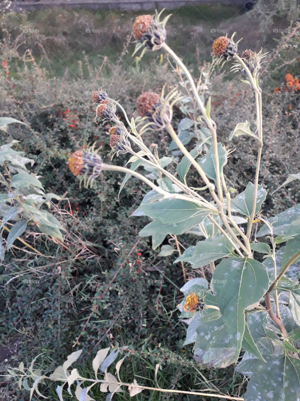 heads of topinambur  with no petals