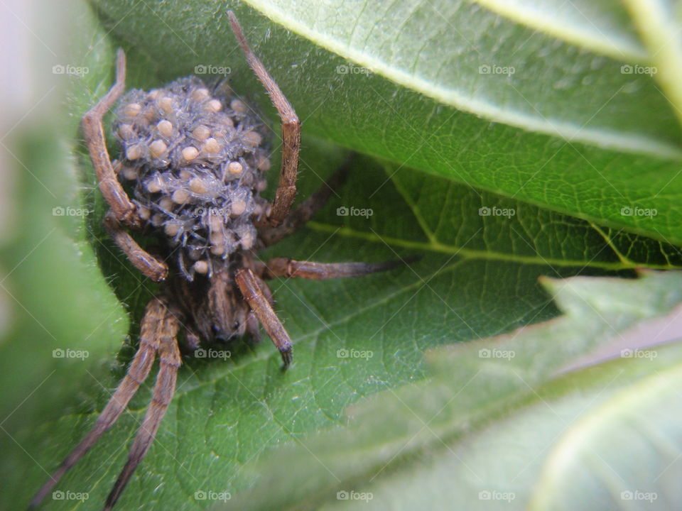 Piggyback Mother and Baby Spiders