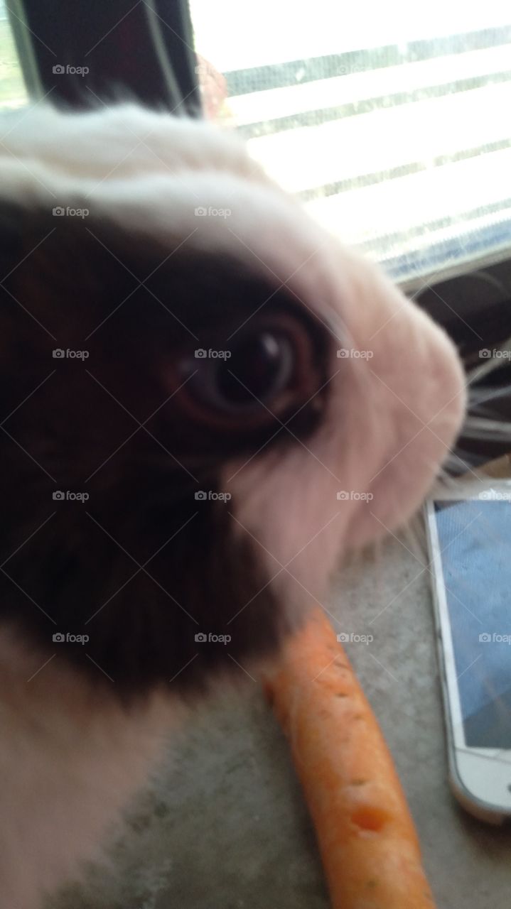 Rabbit eyes and face