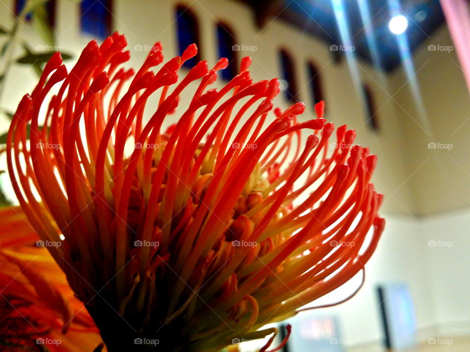 An exotic flower arrangement.