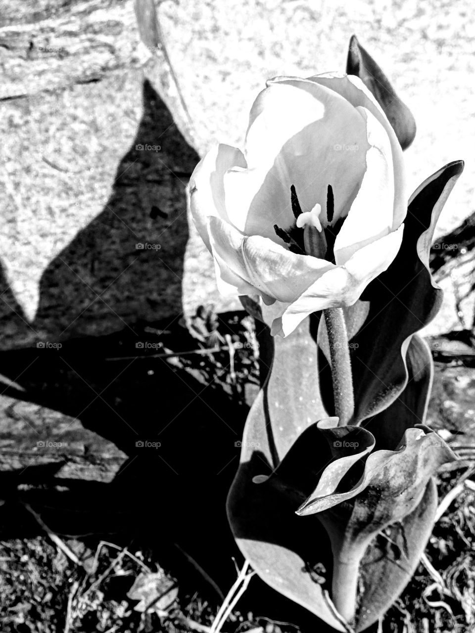 white tulip of spring